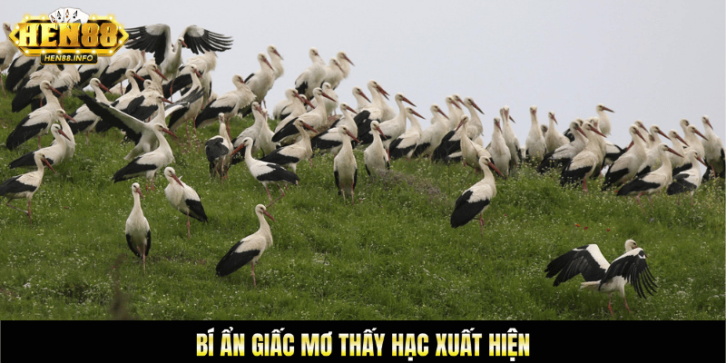 Bí ẩn giấc mơ thấy hạc xuất hiện