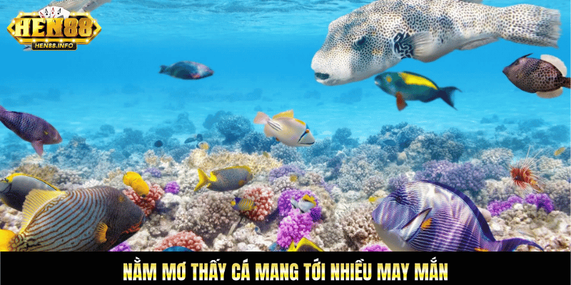 nằm mơ thấy cá