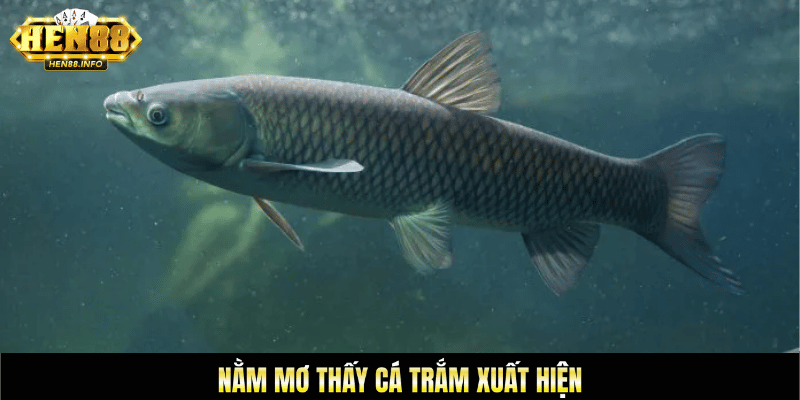 Nằm mơ thấy cá trắm xuất hiện