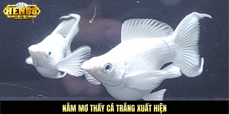 Nằm mơ thấy cá trắng xuất hiện