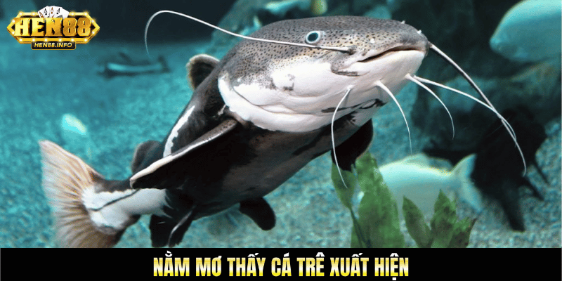 Nằm mơ thấy cá trê xuất hiện