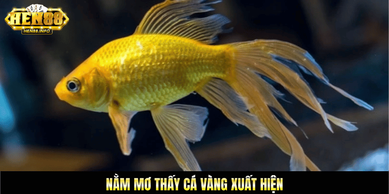 Nằm mở thấy cá vàng xuất hiện