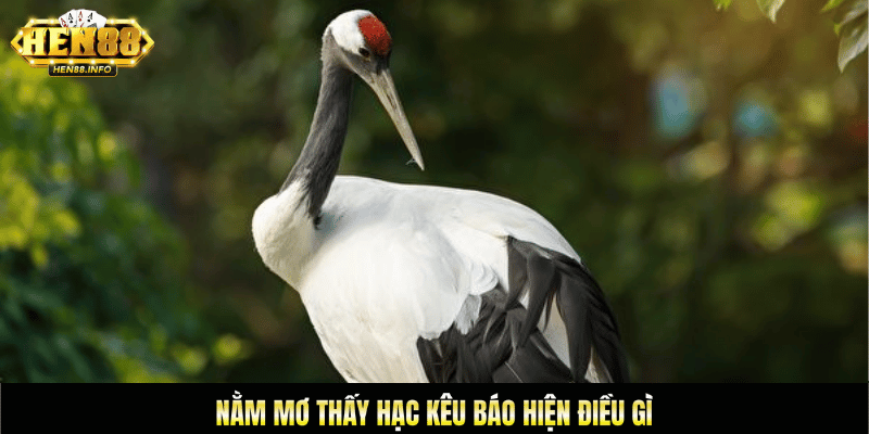 Nằm mơ thấy hạc kêu báo hiệu điều gì