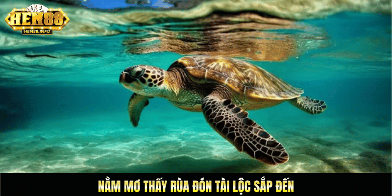 nằm mơ thấy rùa